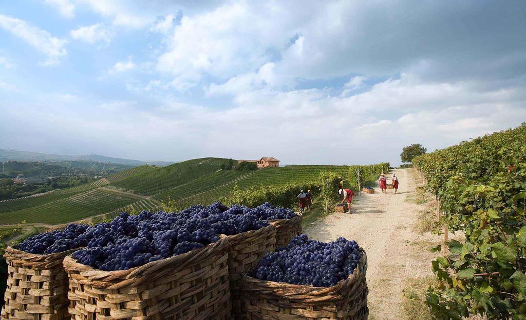 Villaggio Narrante - Le Case dei Conti Mirafiore Serralunga d'Alba Esterno foto
